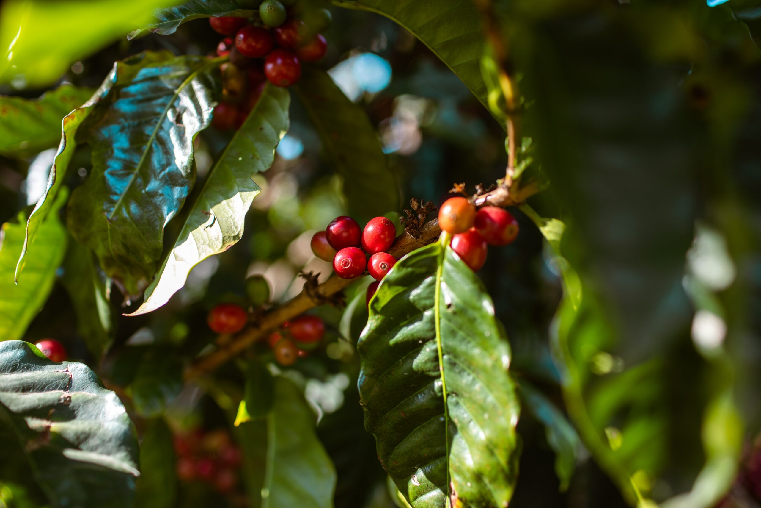 Hawaii Marketing Companies Coffee Berries Photo