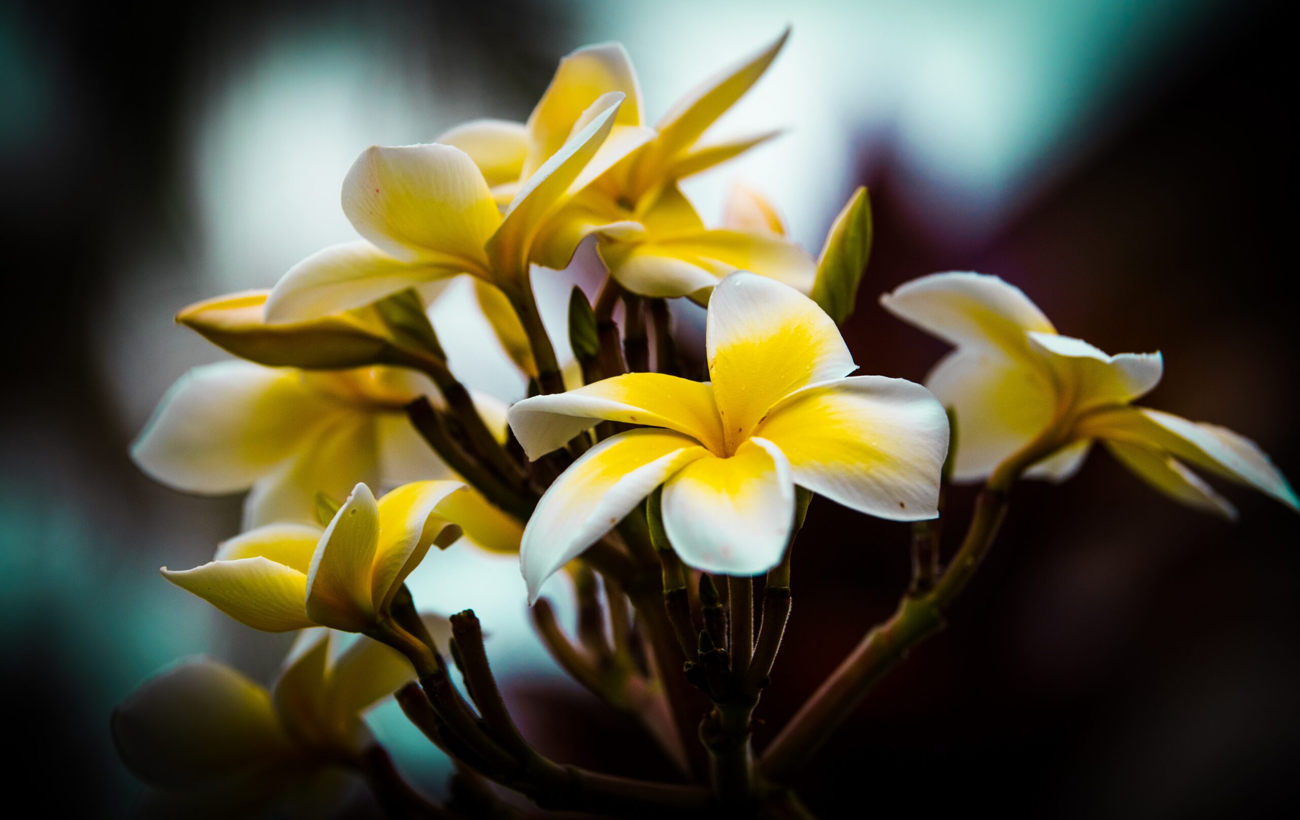 Hawaii Website Design Companies Yellow Flowers Photo
