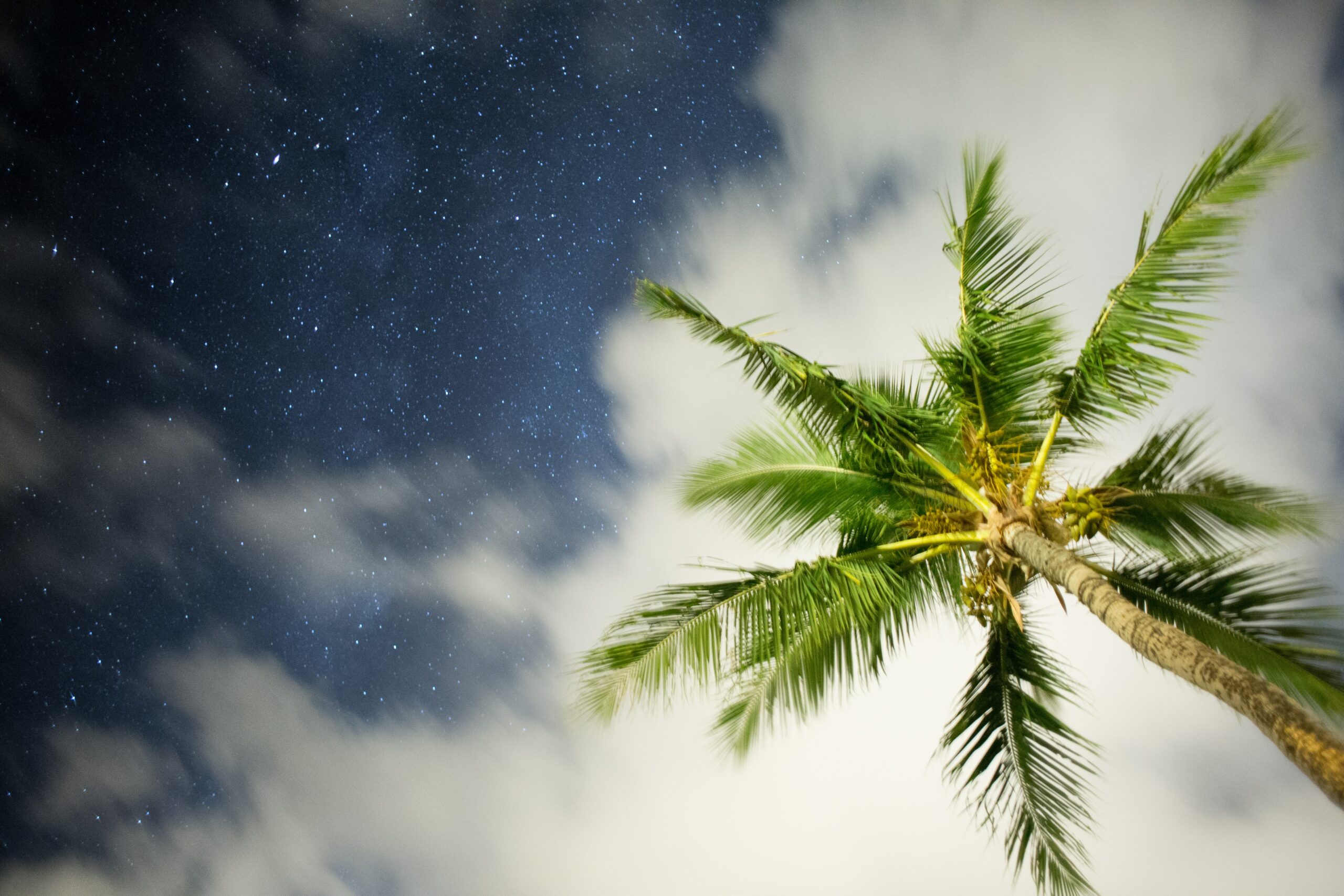 Website-Design-Maui-Stars-Tree-Photo