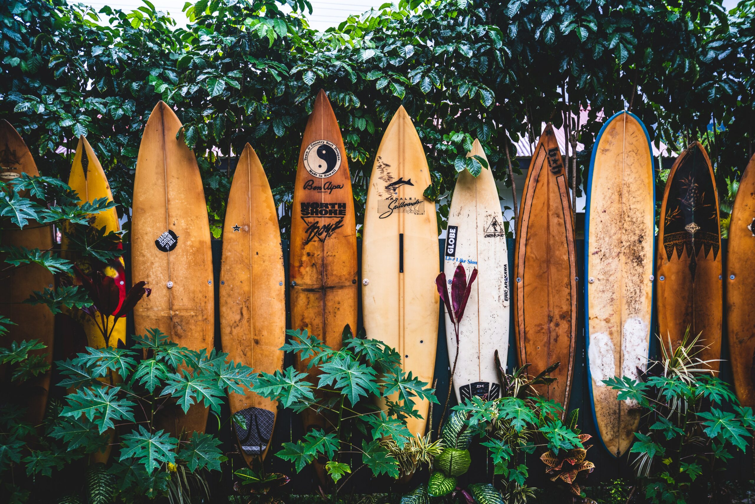 custom web design Hawaii - Surf Boards photo